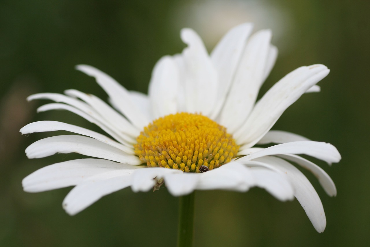 flower  marguerite  nature free photo