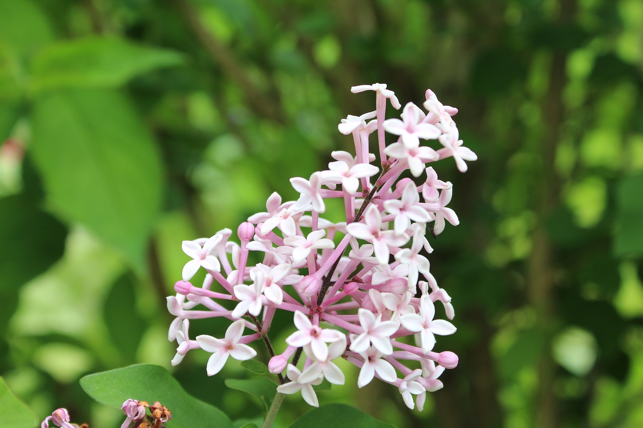 flower  nature  blossom free photo