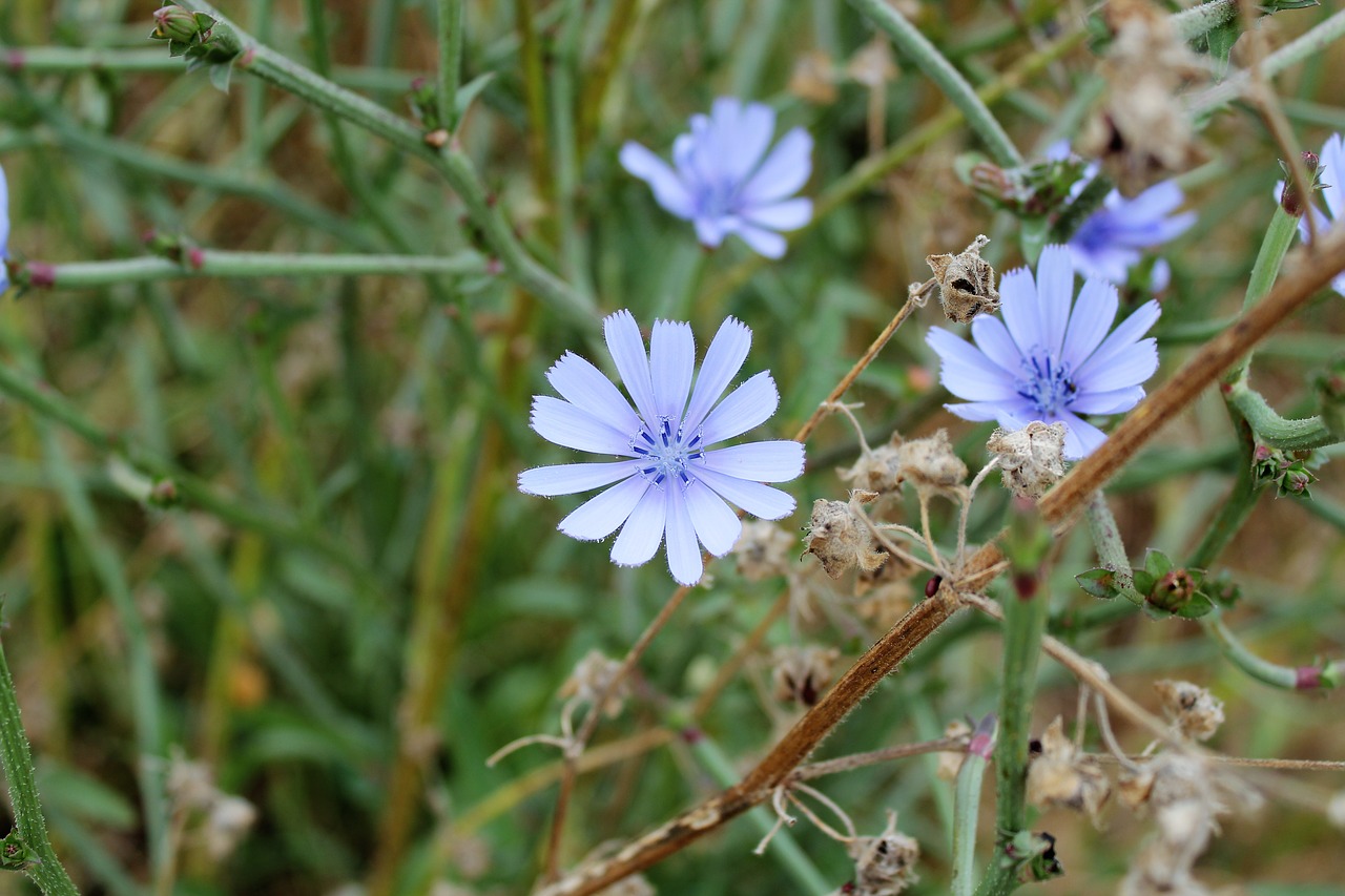 flower  plant  spring free photo