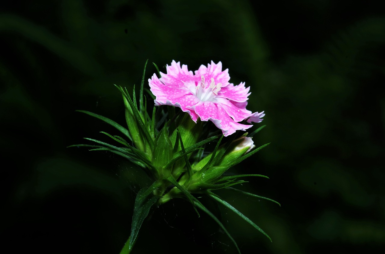 flower  carnation  carnation pink free photo