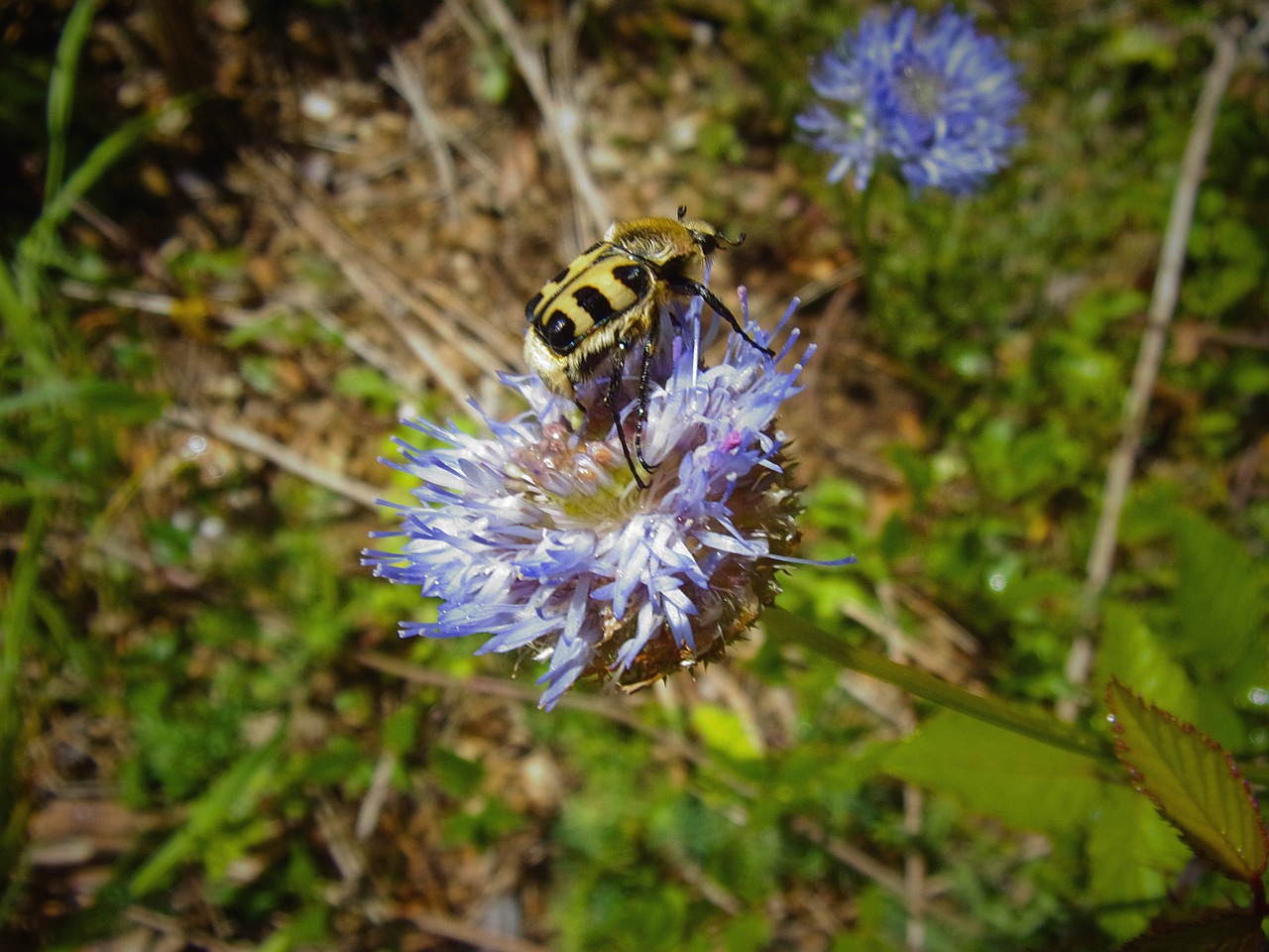 flower  insect  cévennes free photo