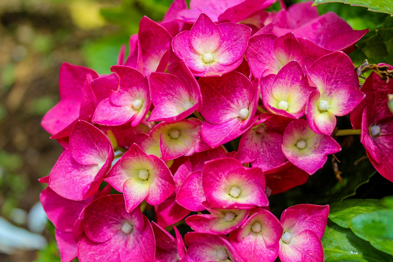 flower  hortensia  hydrangea free photo