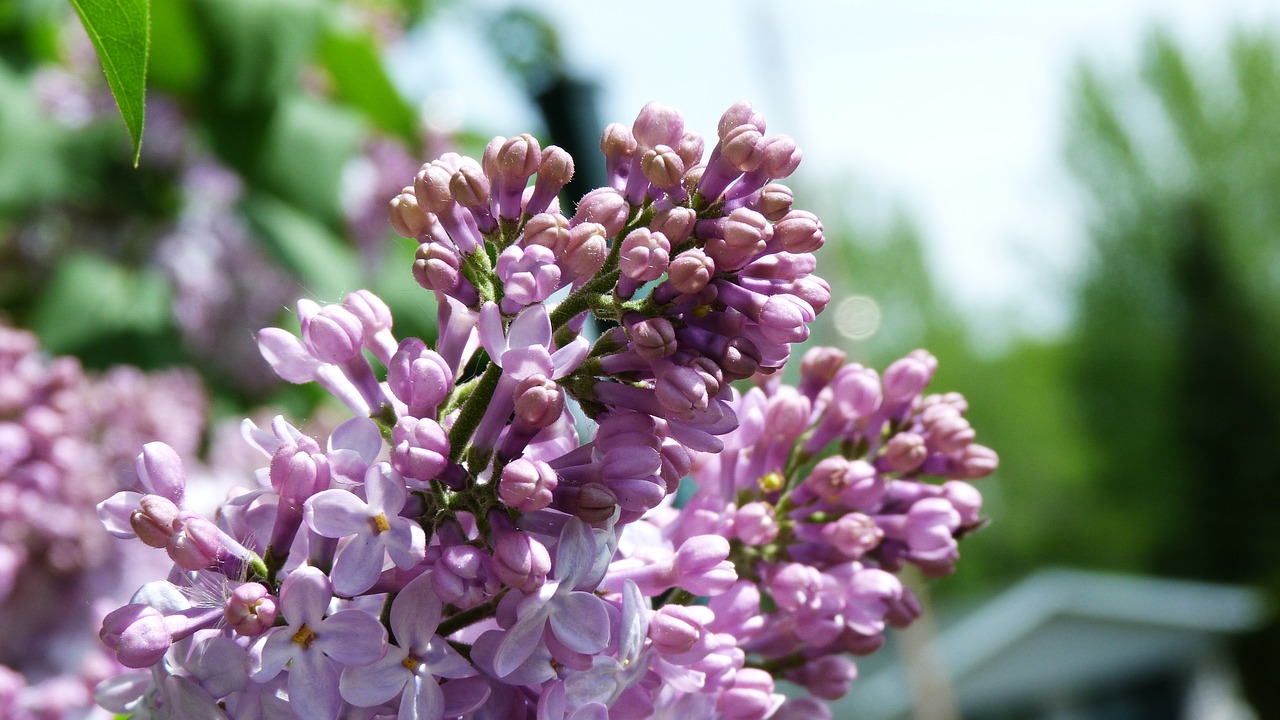 flower  tree  purple free photo