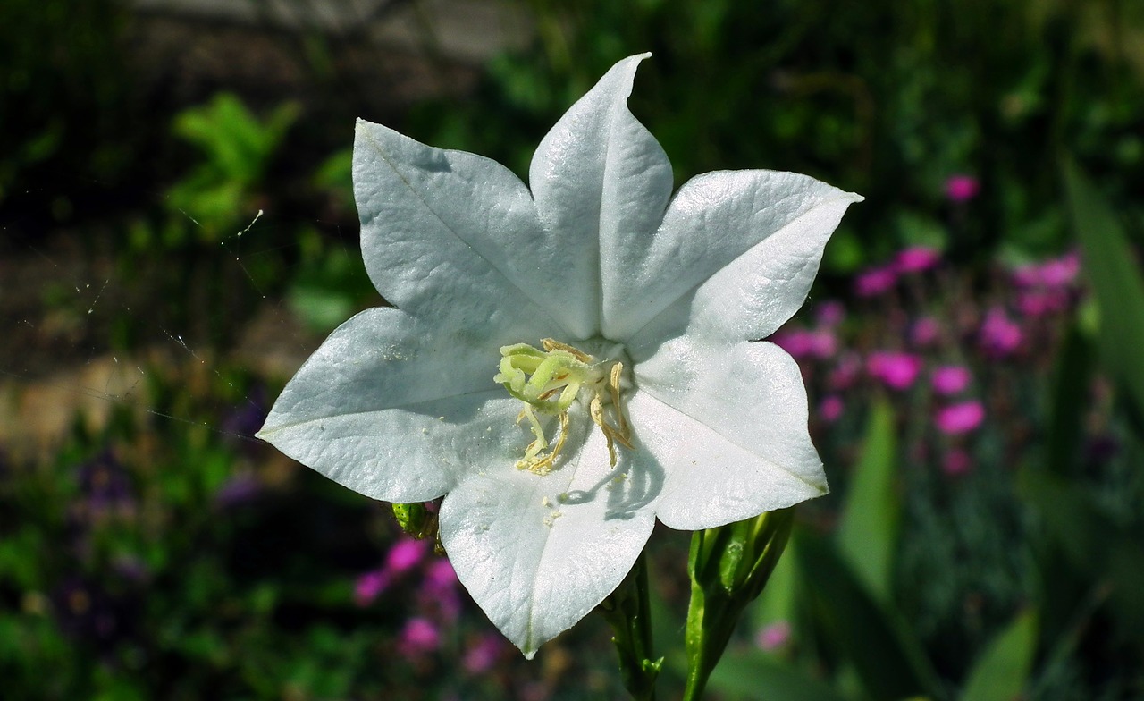 flower  rozwar  white free photo