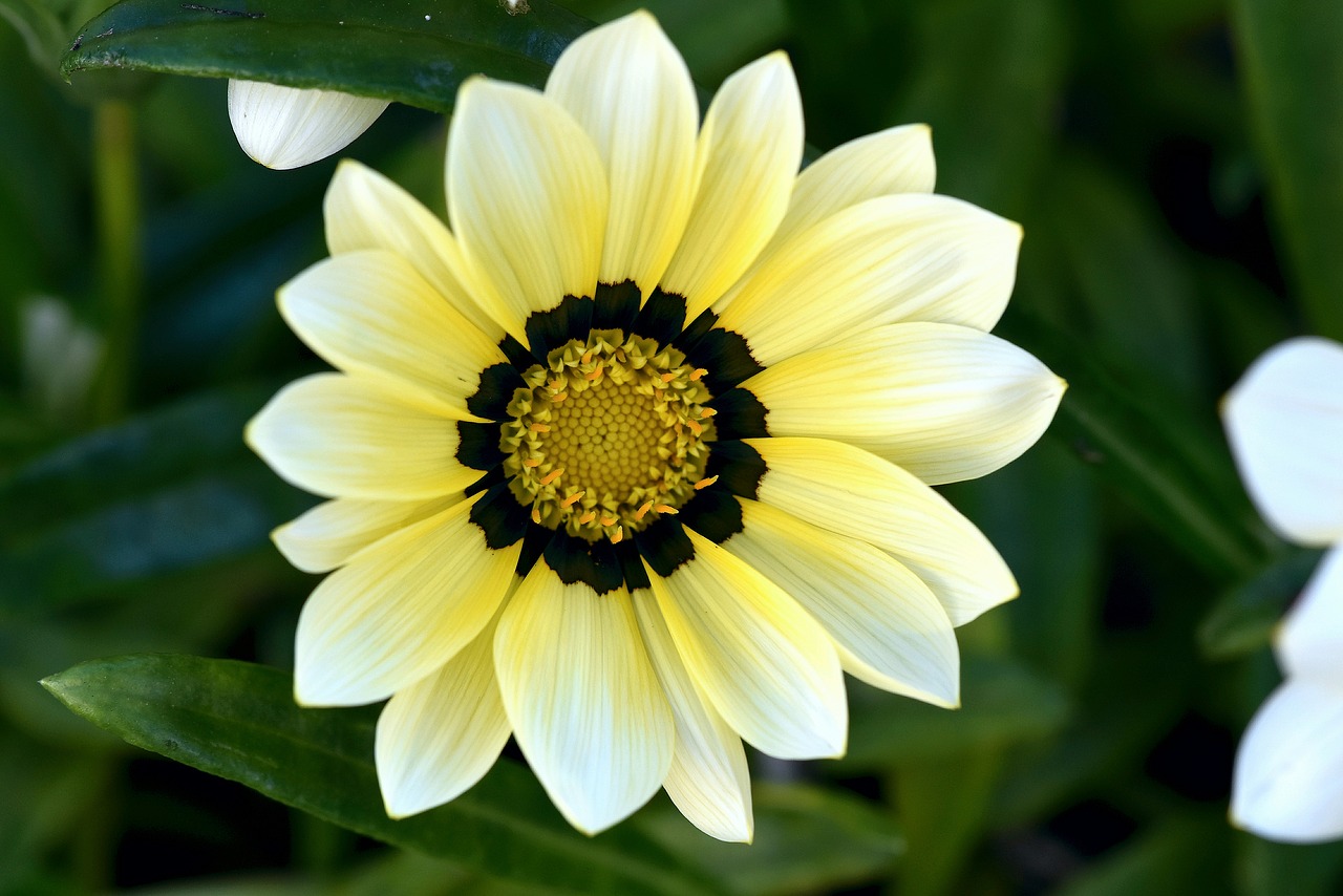 flower  gazania  summer free photo