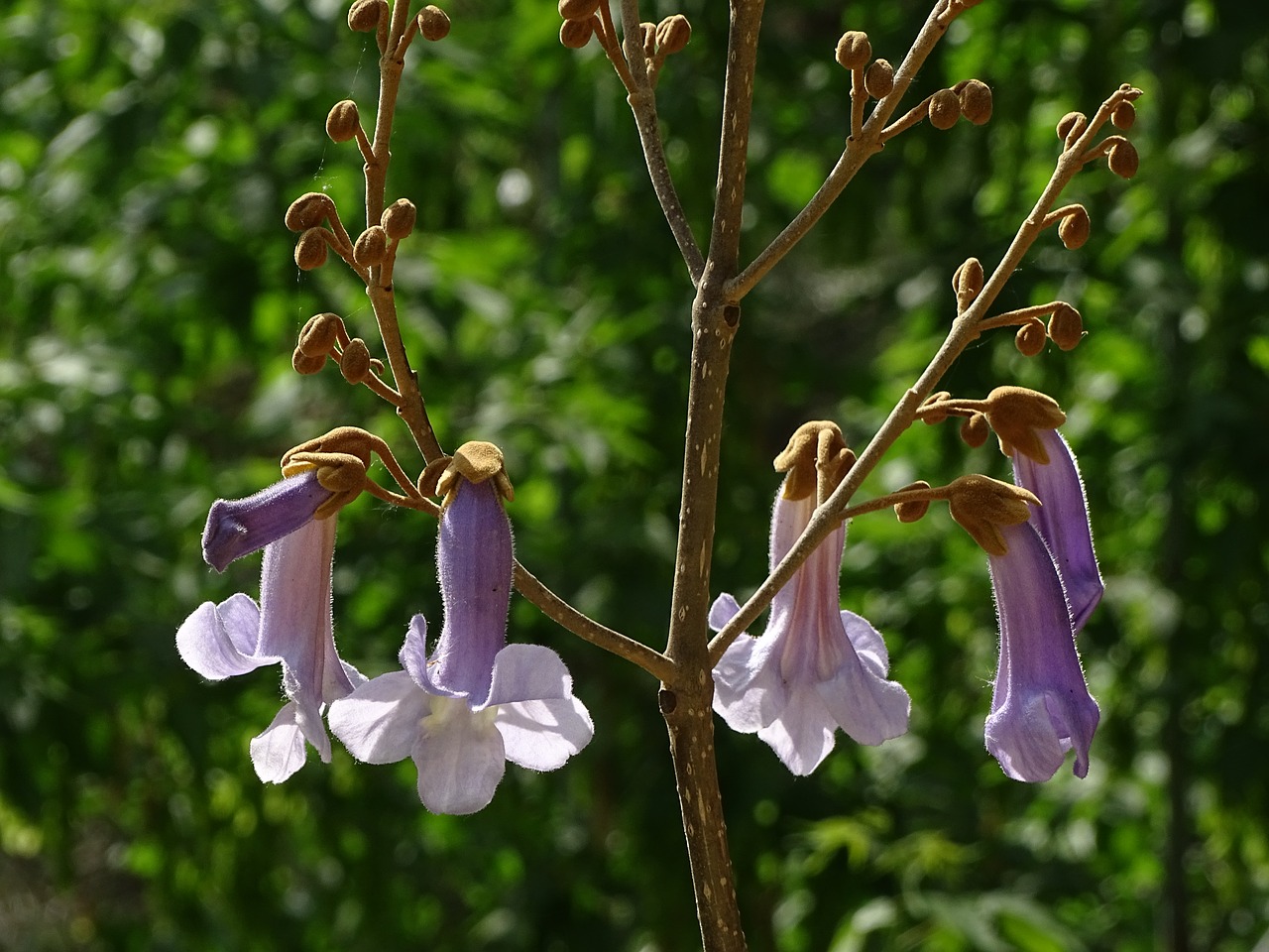 flower  purple  spring free photo