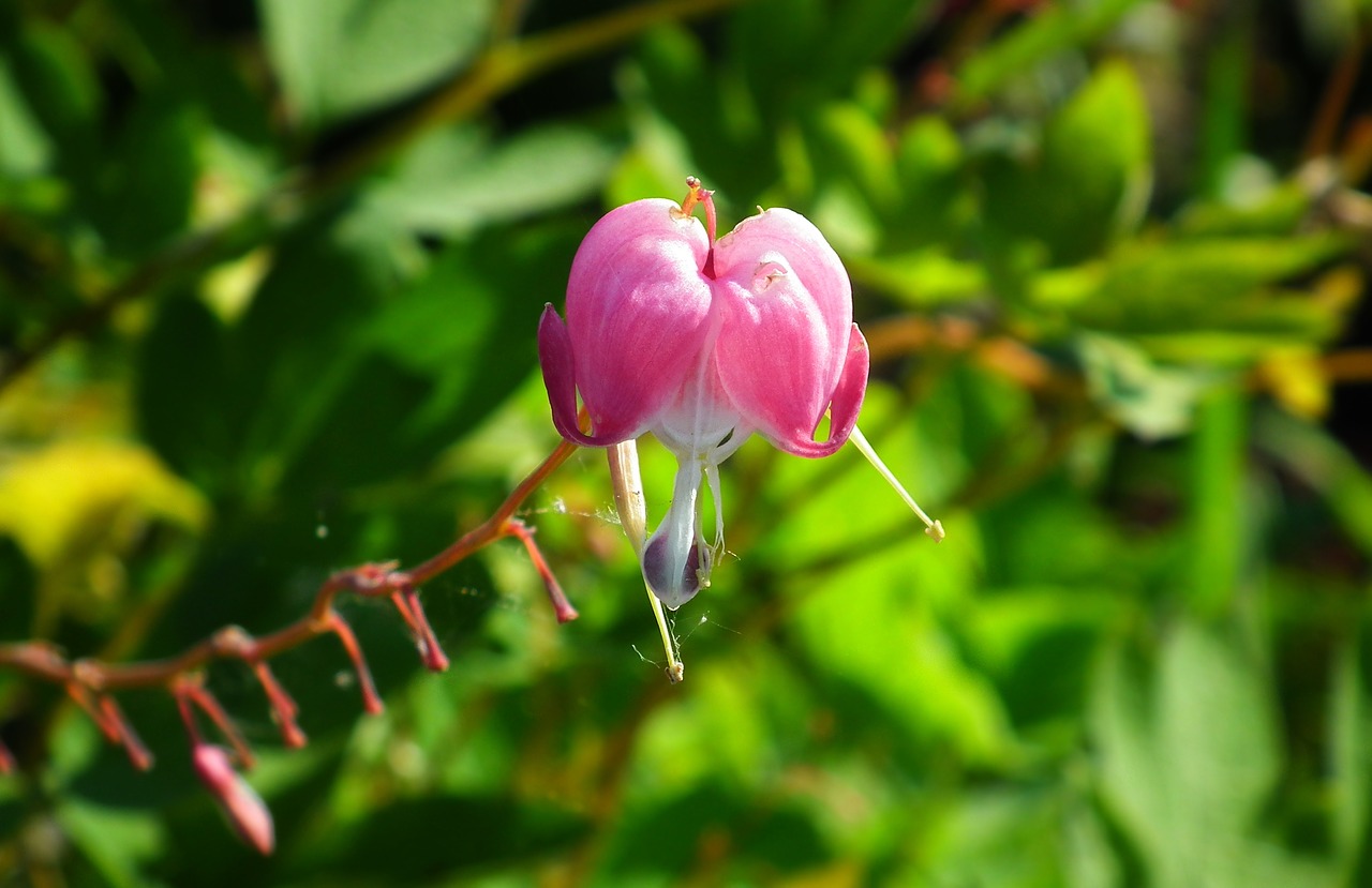 flower  hearts  pink free photo