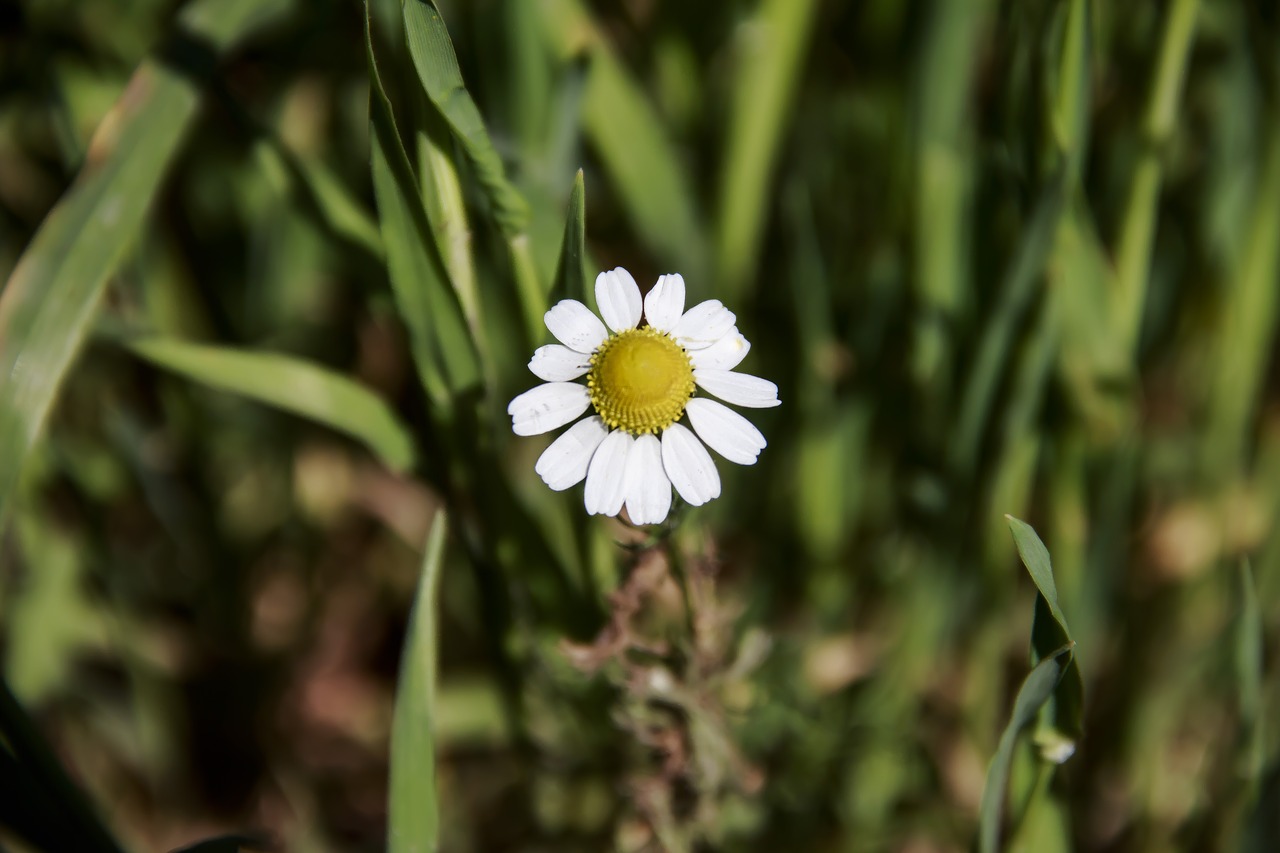 flower  daisy  closeup free photo