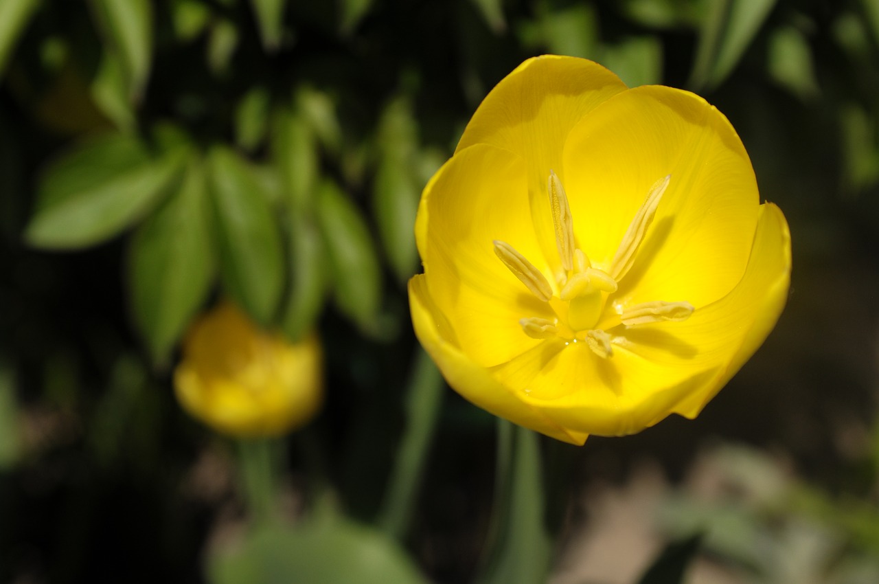 flower  garden  yellow free photo