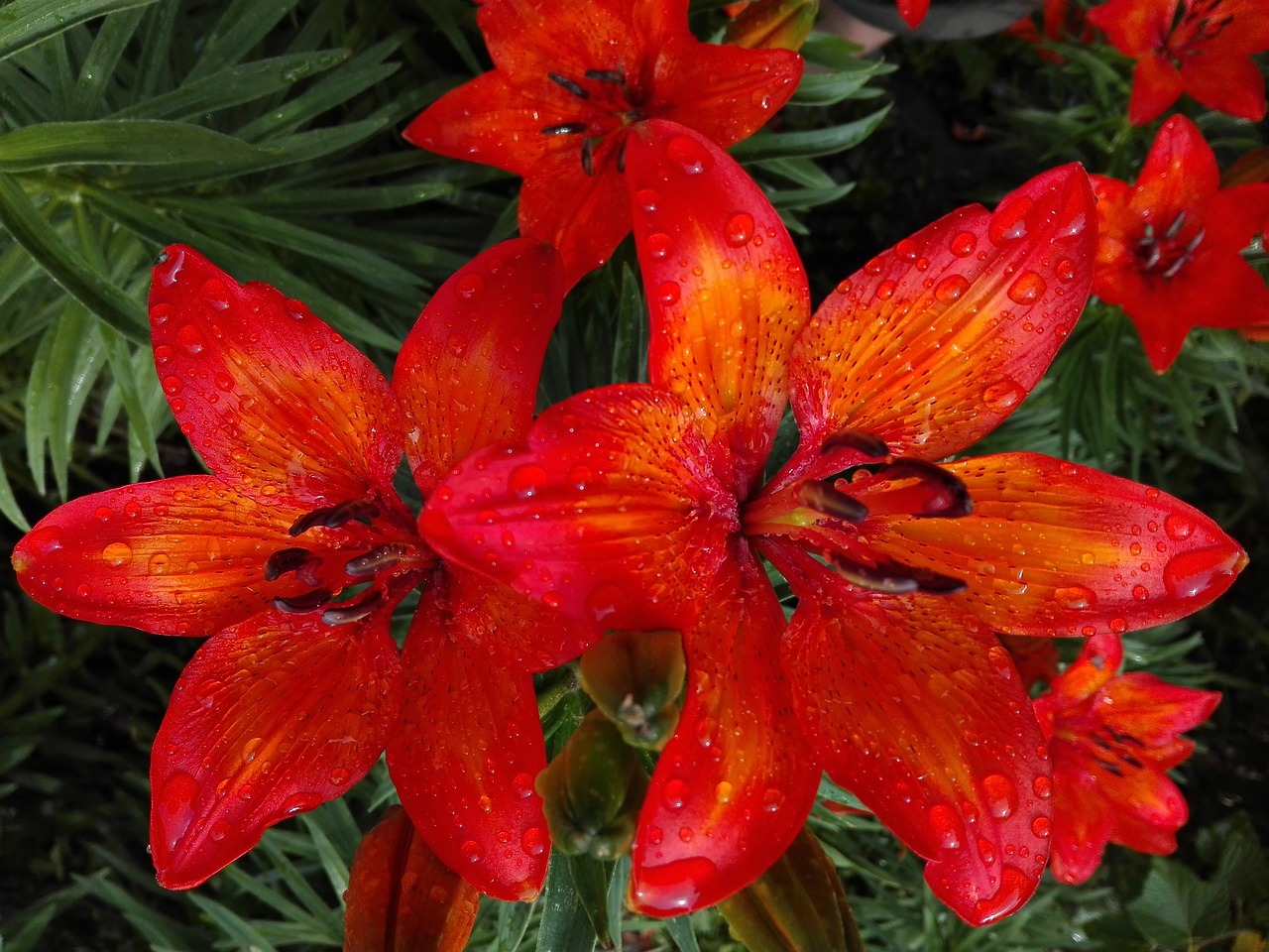 flower  asian lily  lilies free photo