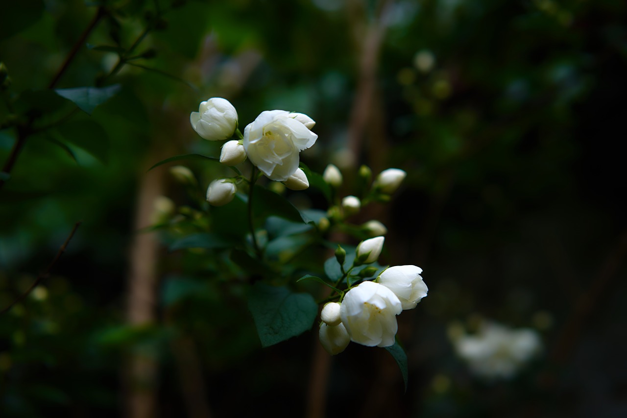 flower  garden  white flowers free photo