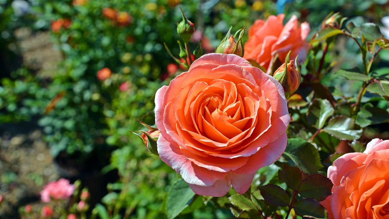 Роза Гарден оранжевая