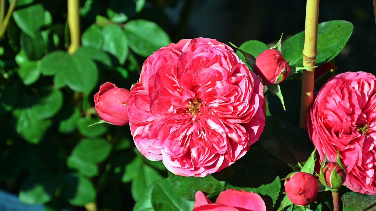 flower  rose  pink rose free photo