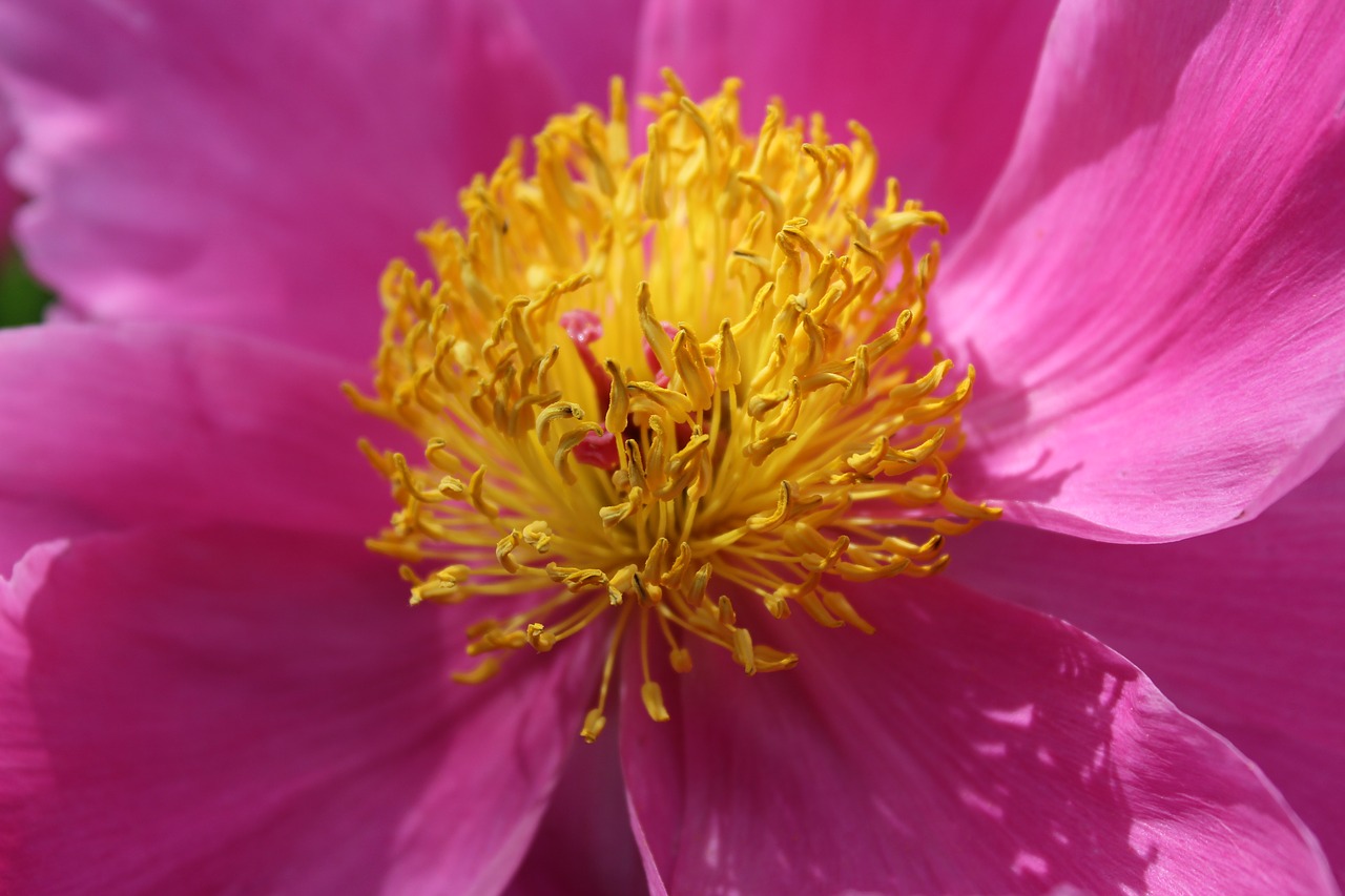 flower  peony  pink free photo