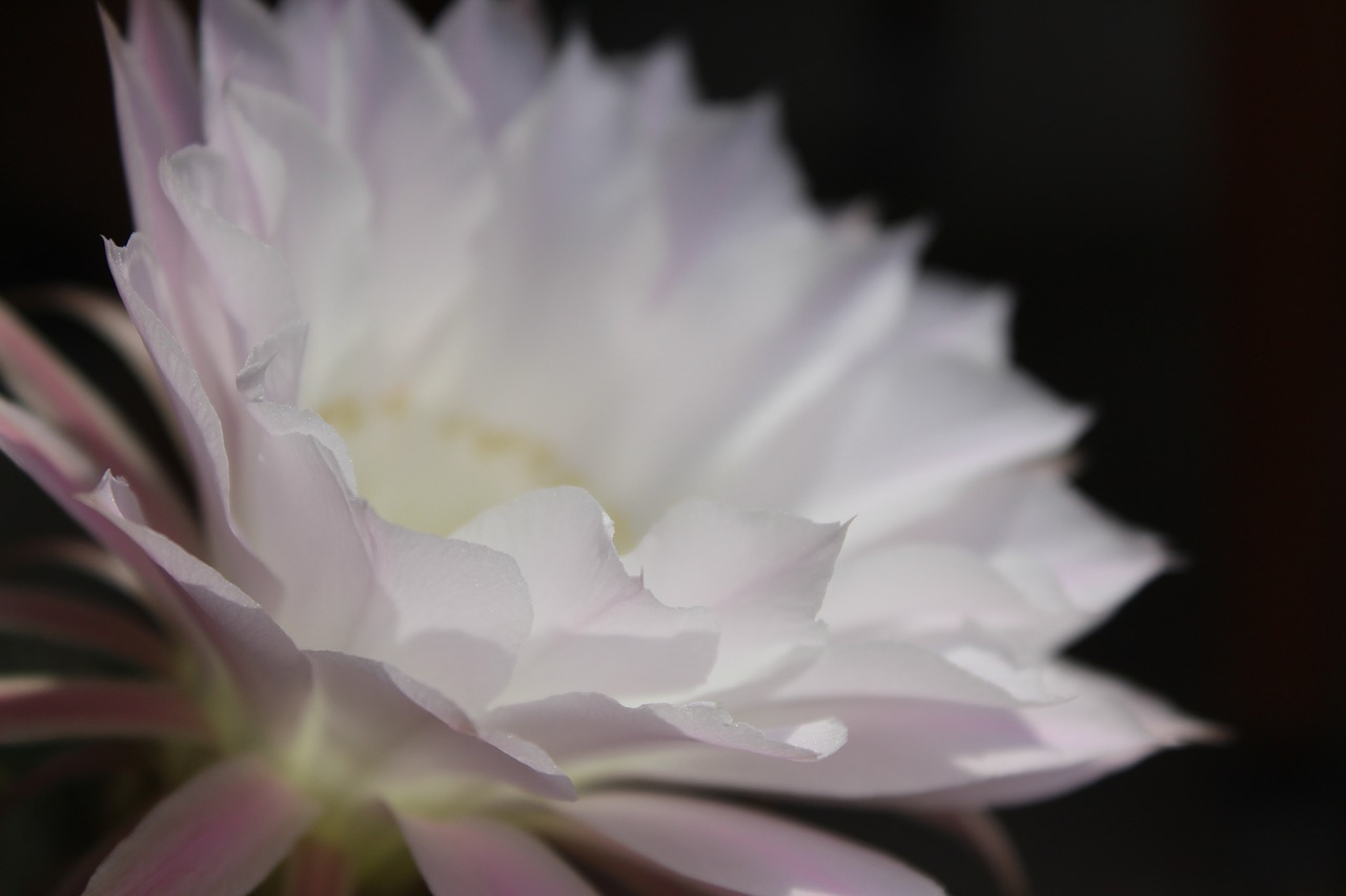 flower  white flower  cactus free photo