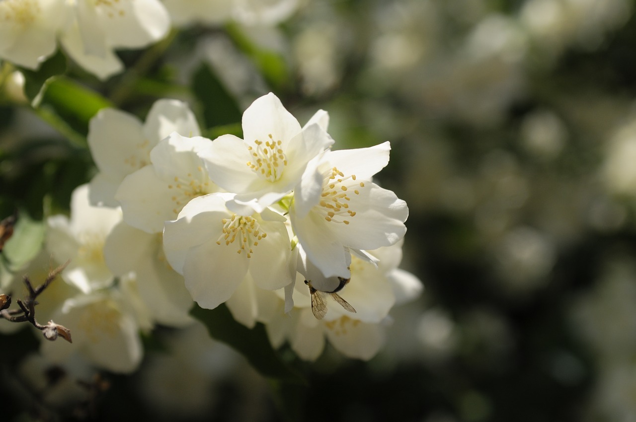 flower  white  meadow free photo