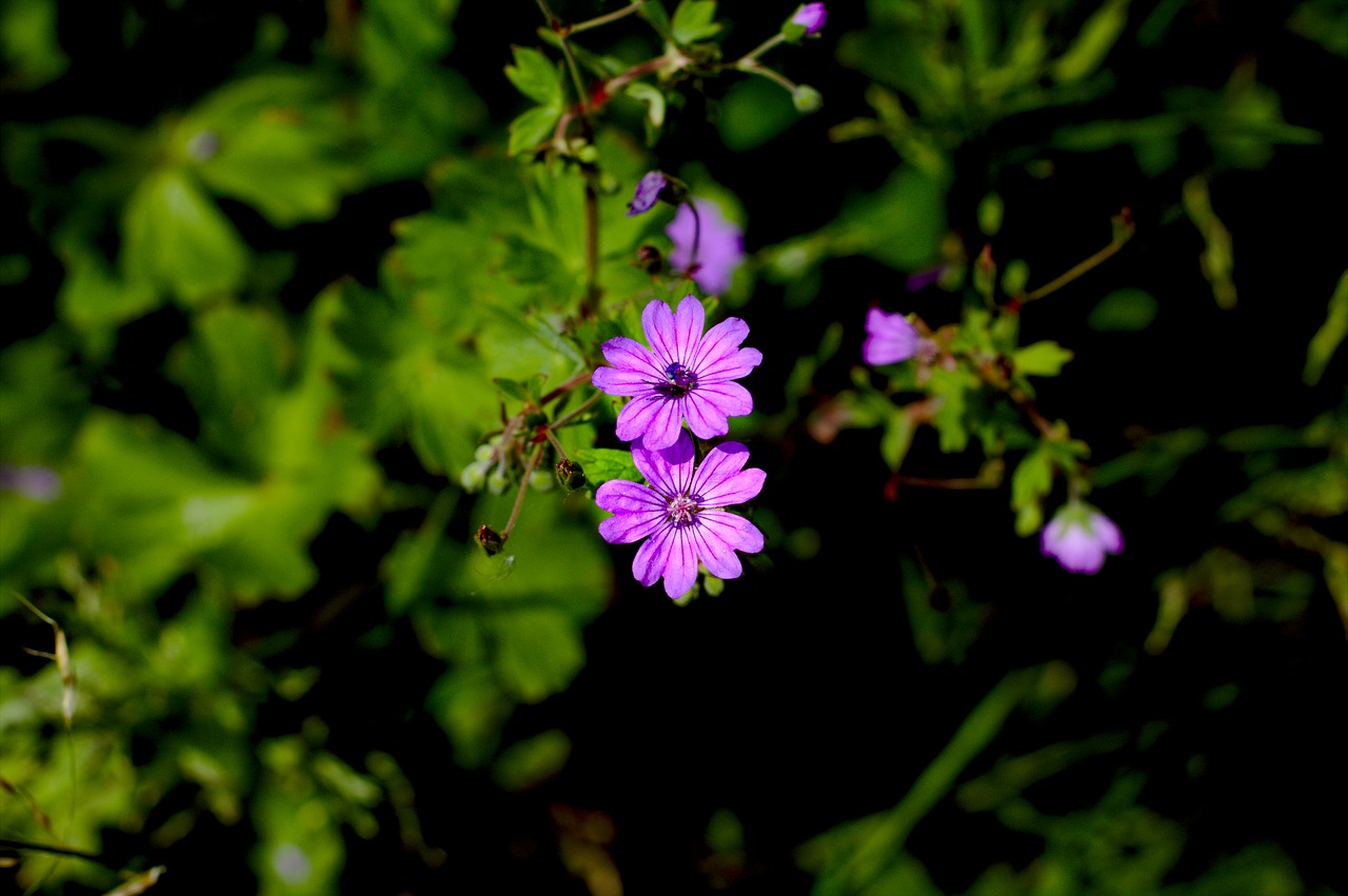 flower  violet  purple flower free photo