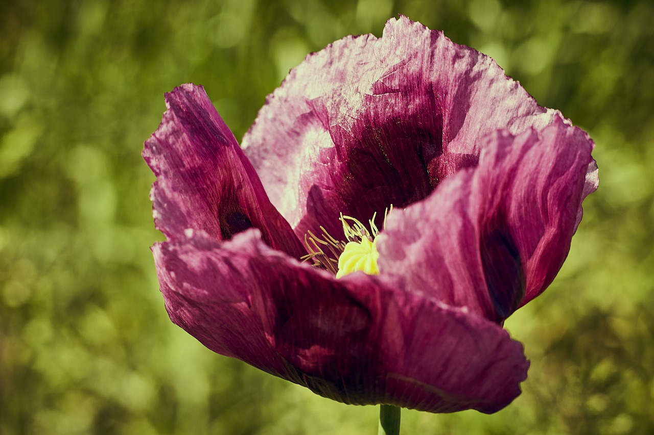 flower  poppy  meadow free photo