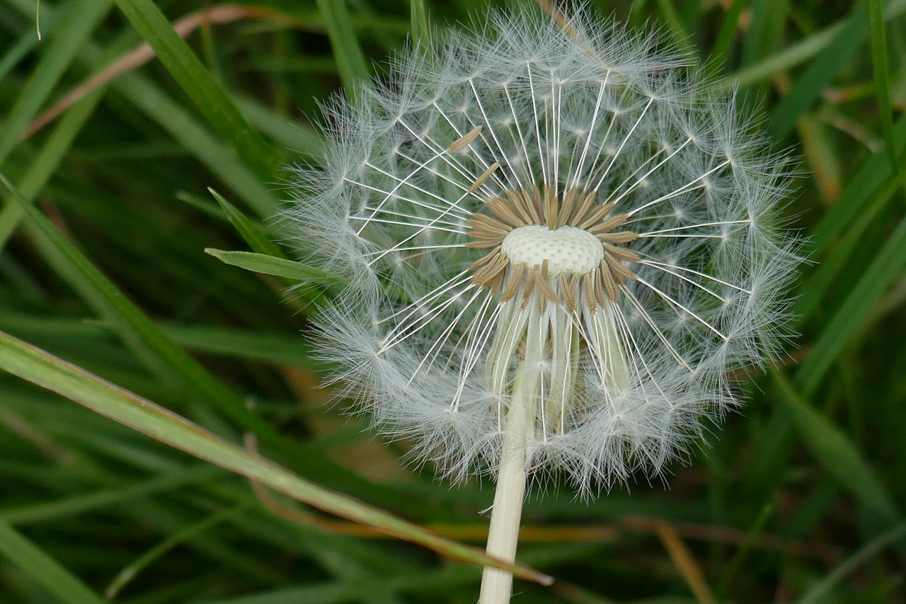 flower  dandelion  macro free photo