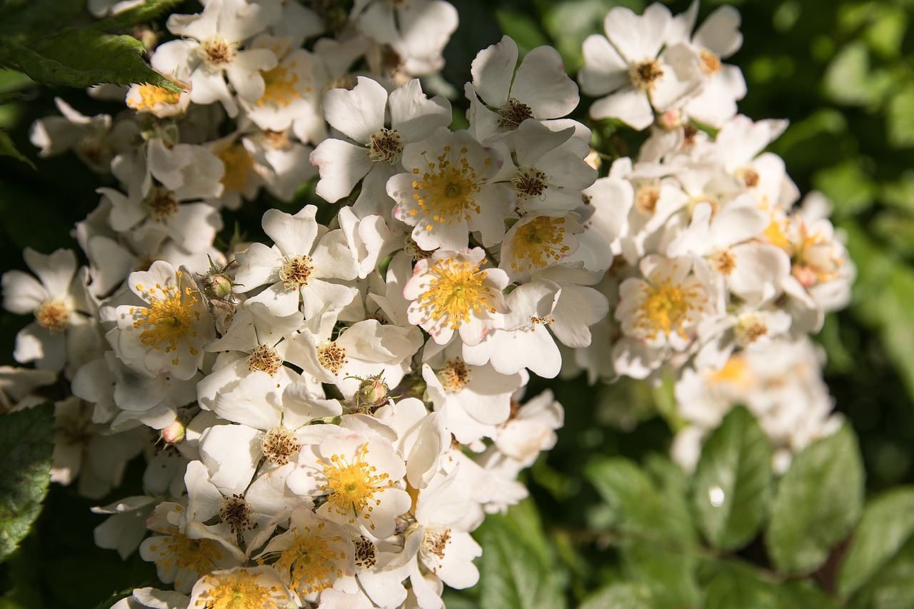 flower  blossom  bloom free photo