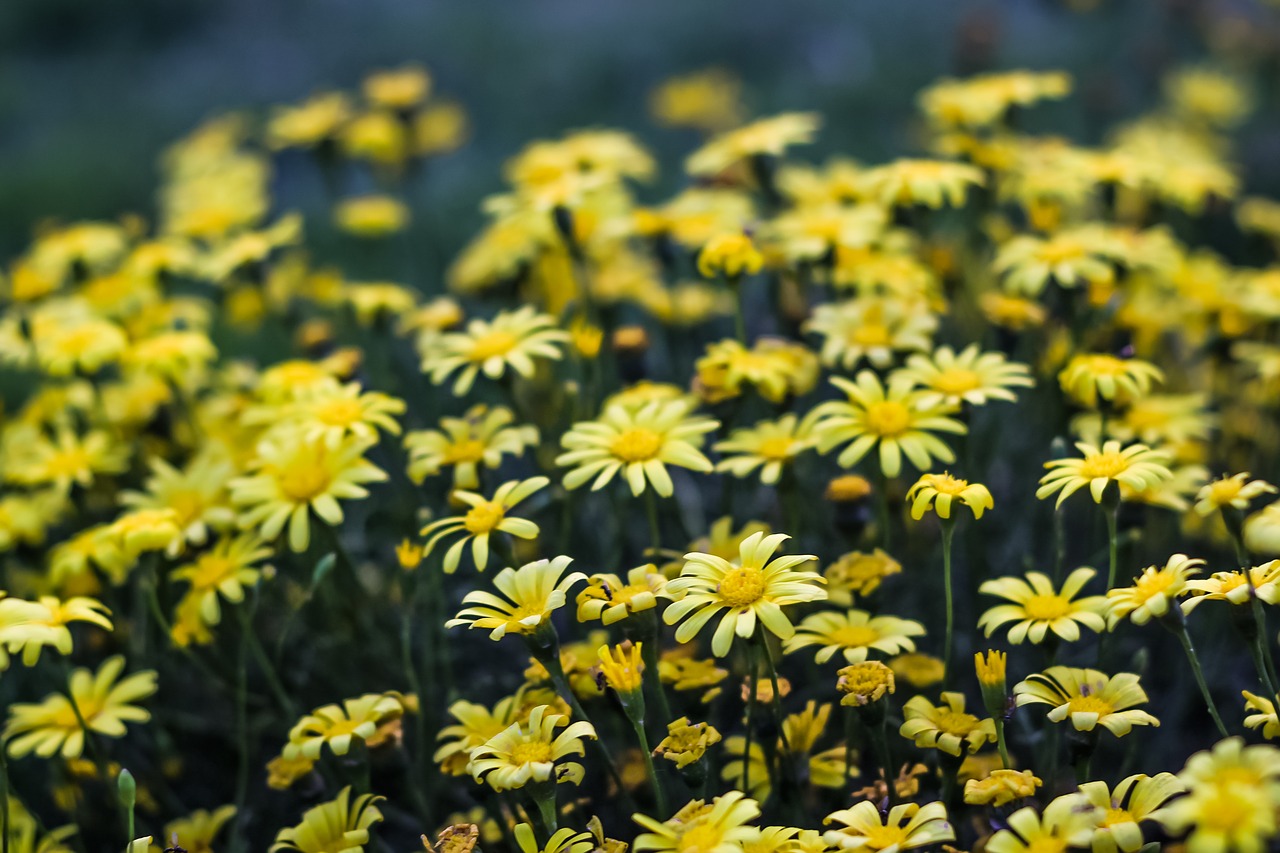 flower  sunflower  yellow free photo