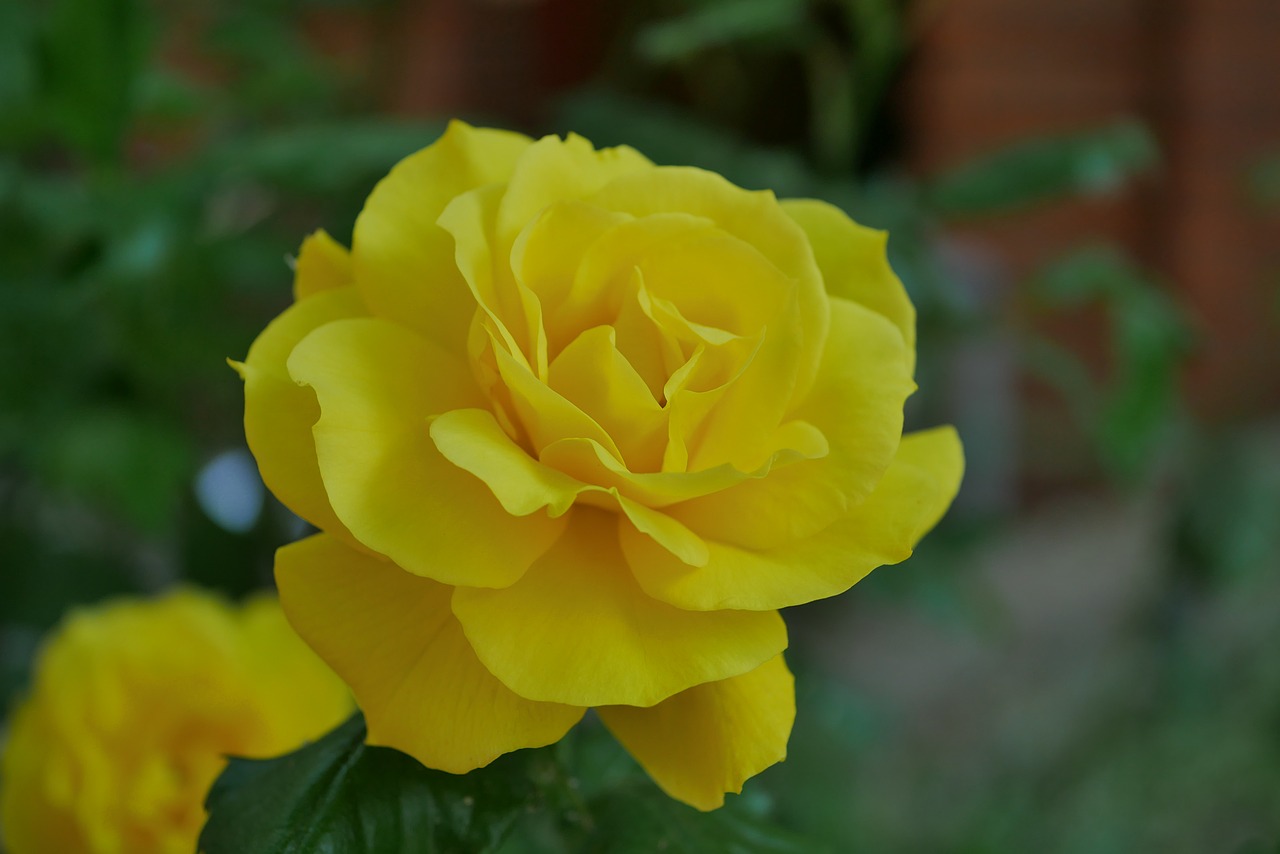 flower  rose yellow  rose blooms free photo