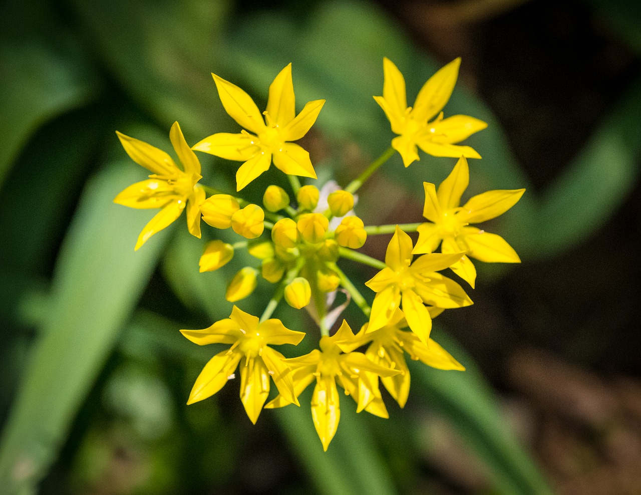 flower  bloom  summer free photo