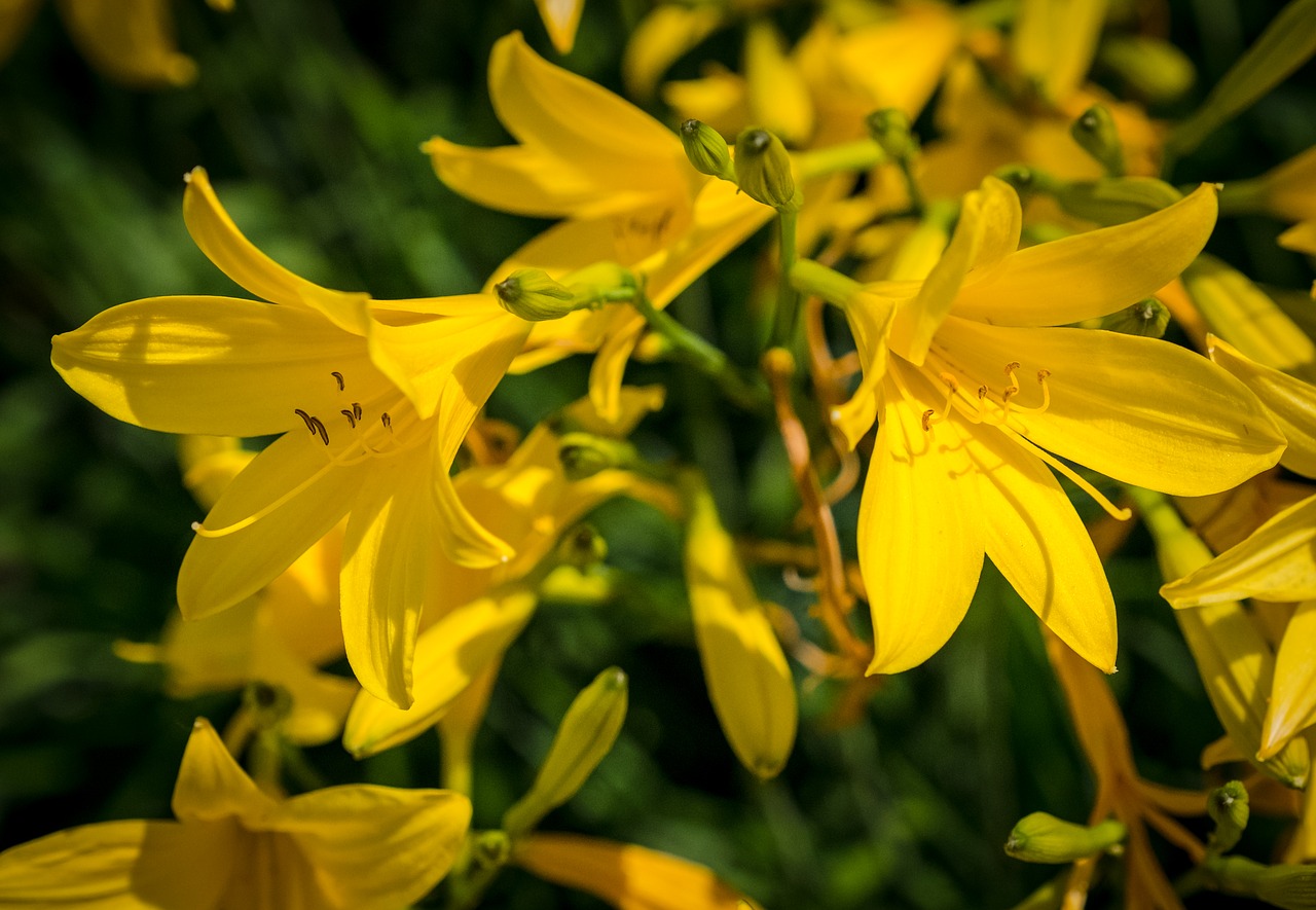 flower  bloom  summer free photo