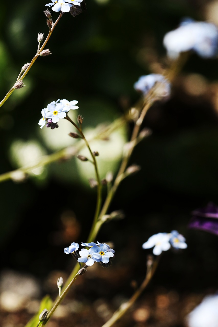 flower  nature  garden free photo