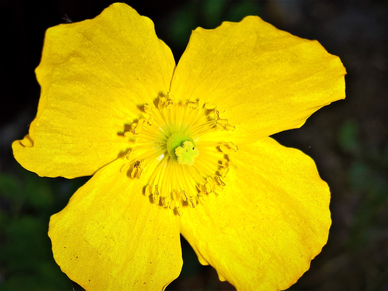 flower  poppy  yellow poppy free photo