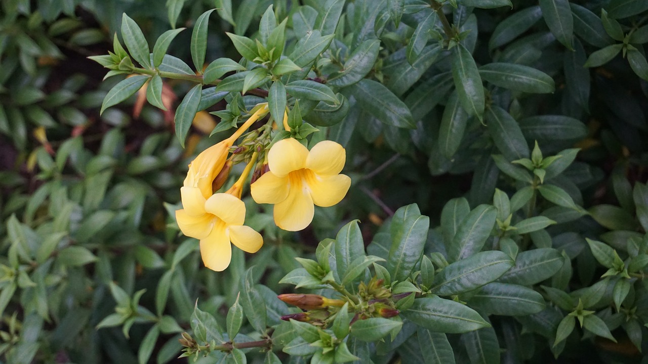 flower  yellow flower  bloom free photo