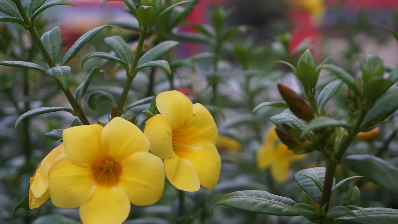 flower  yellow flower  bloom free photo