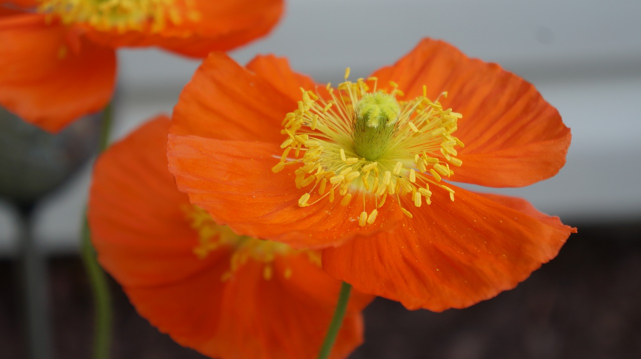 flower  poppy  petal free photo