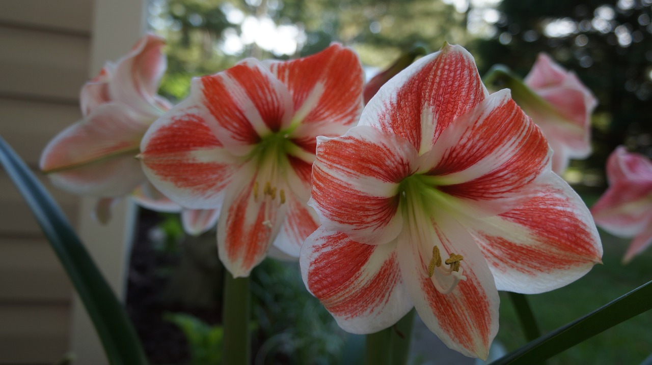 flower  petal  nature free photo