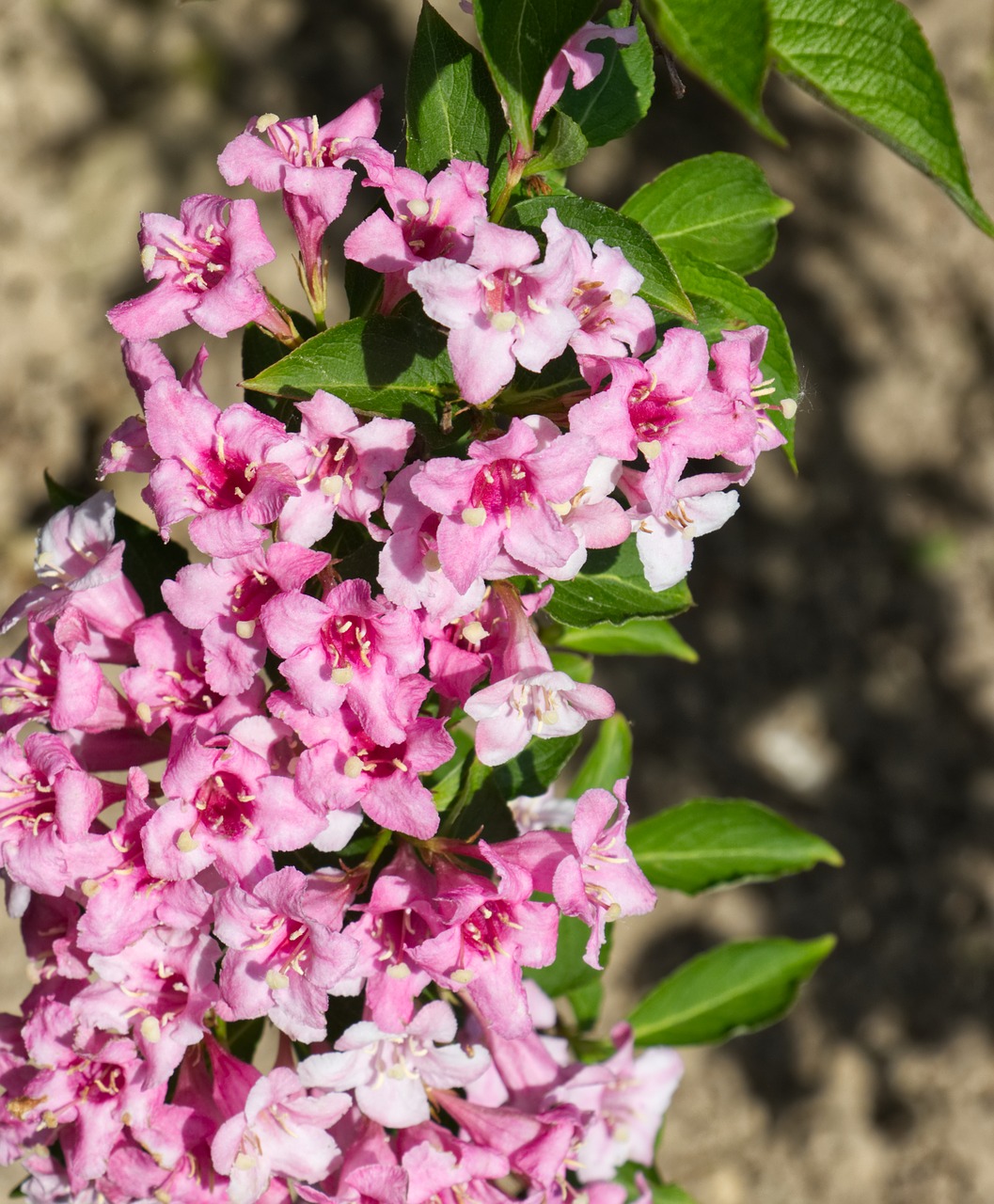 flower  blossom  bloom free photo