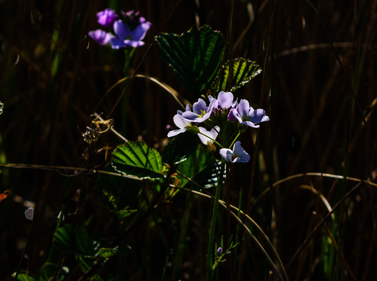 flower  wild  wild flowers free photo