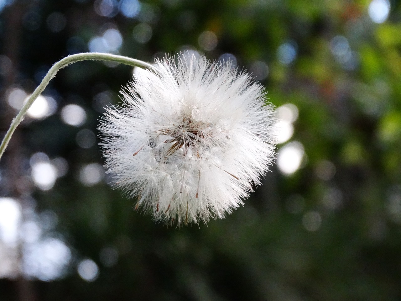 flower  landscape  nature free photo