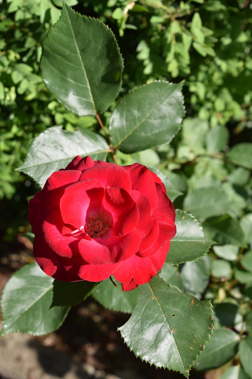 flower  pink  red free photo