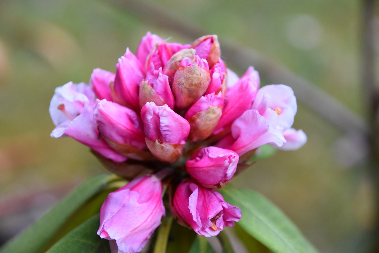 flower  nature  garden free photo