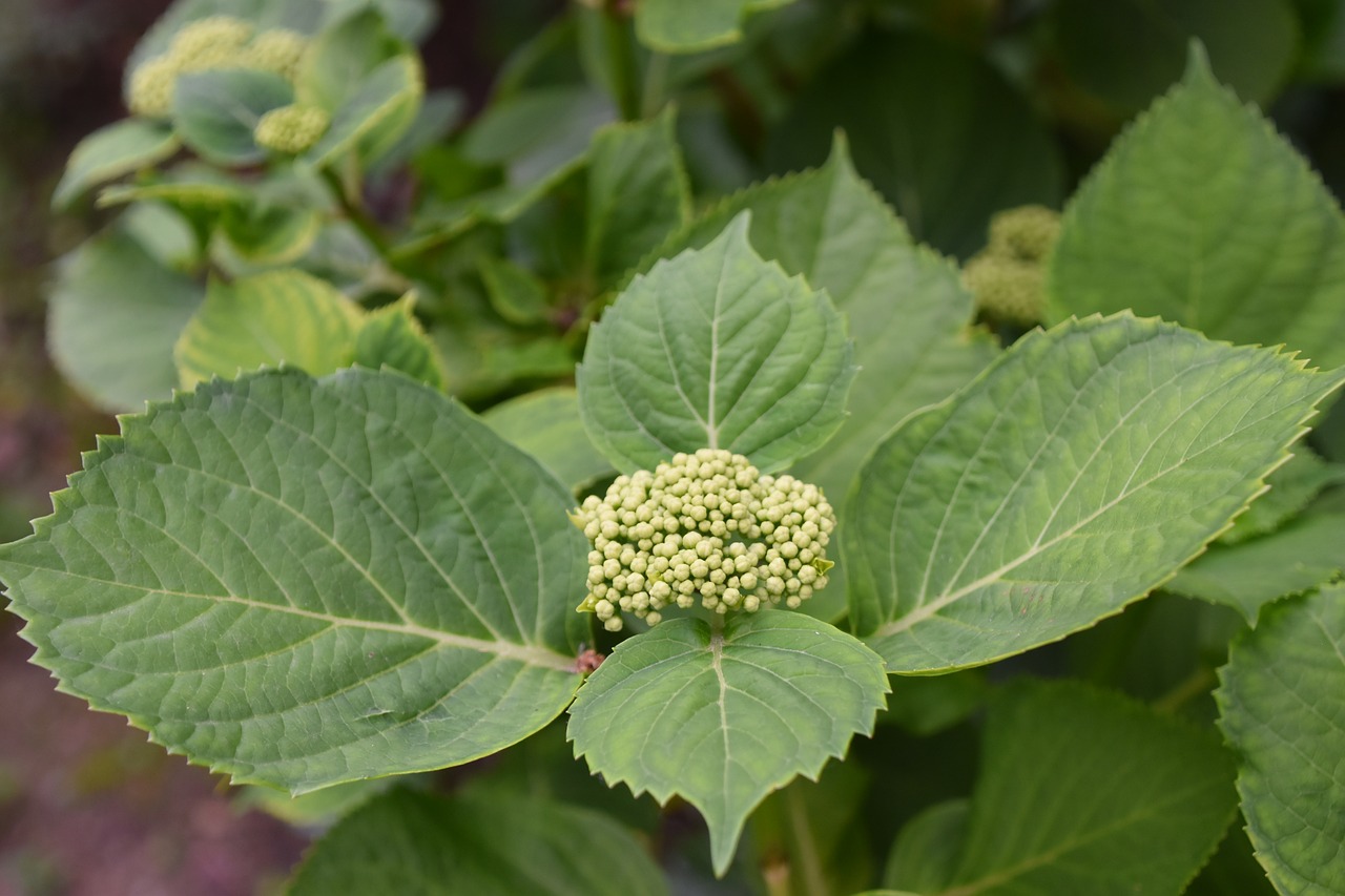 flower  bud  green free photo