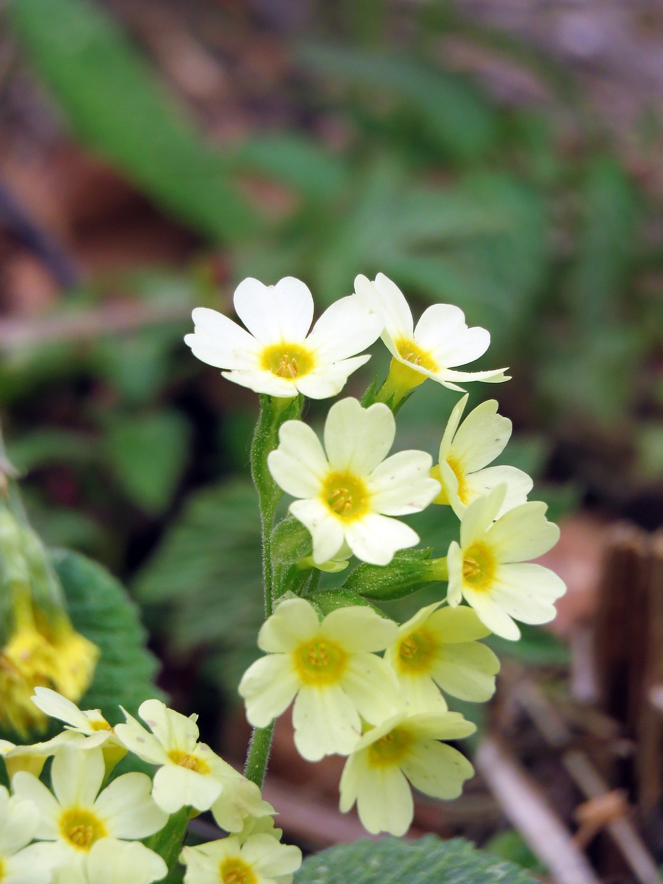 flower  macro  forest free photo