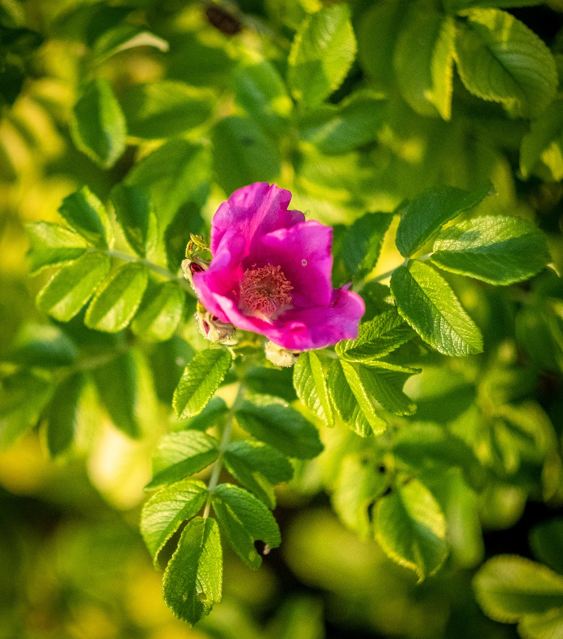 flower  bloom  blossom free photo