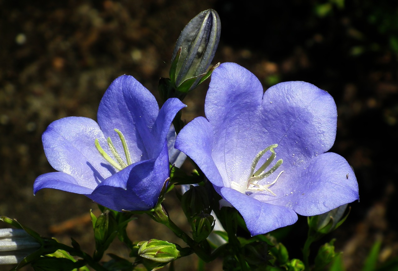 flower  rozwar  blue free photo