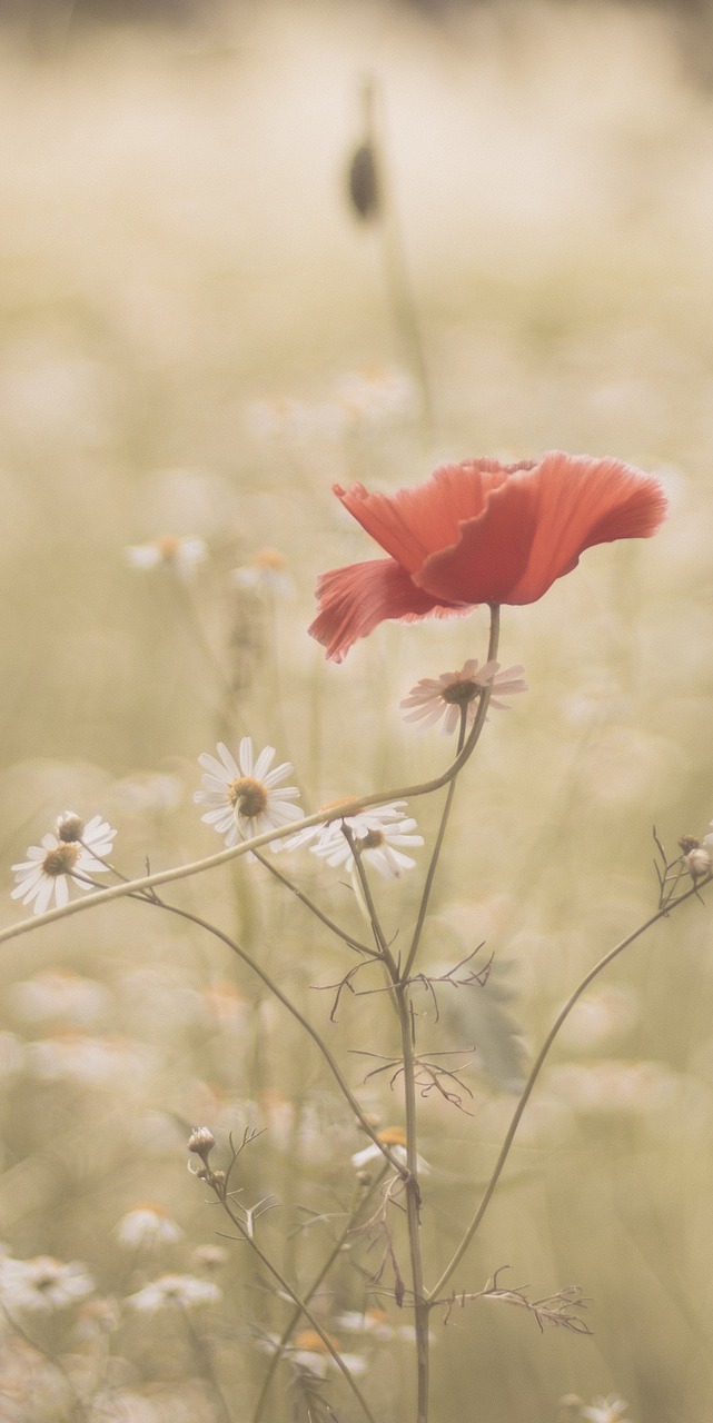 flower  beautiful  meadow free photo