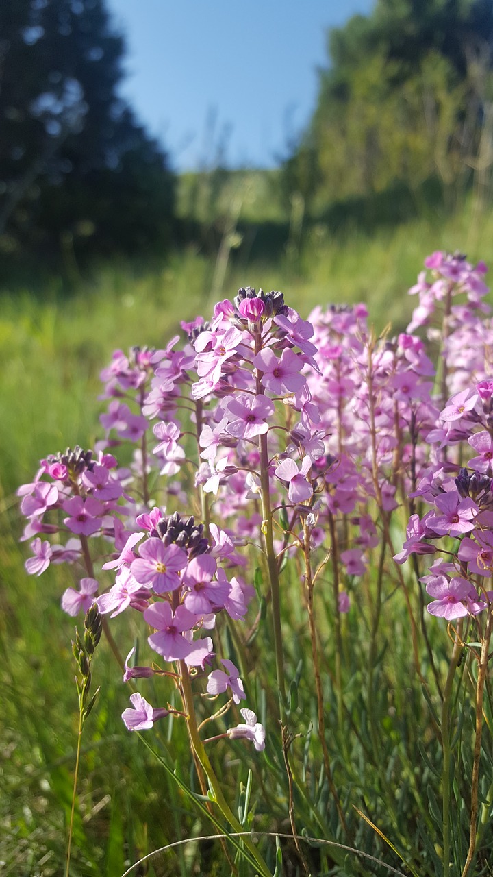 flower  open air  forest free photo