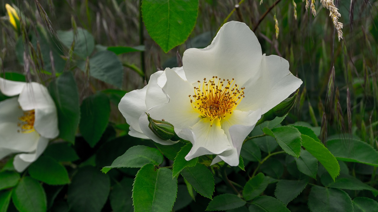 flower  blossom  bloom free photo