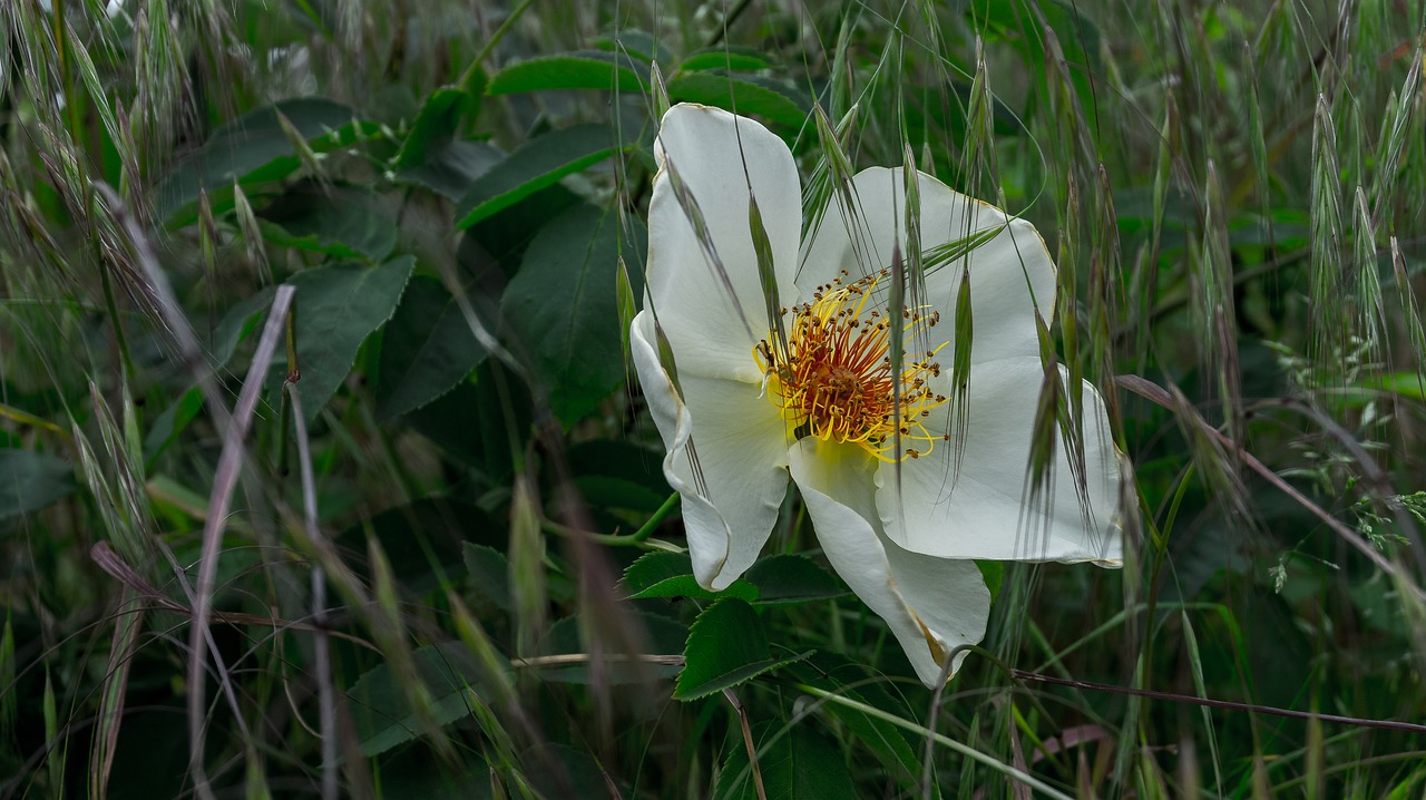 flower  blossom  bloom free photo