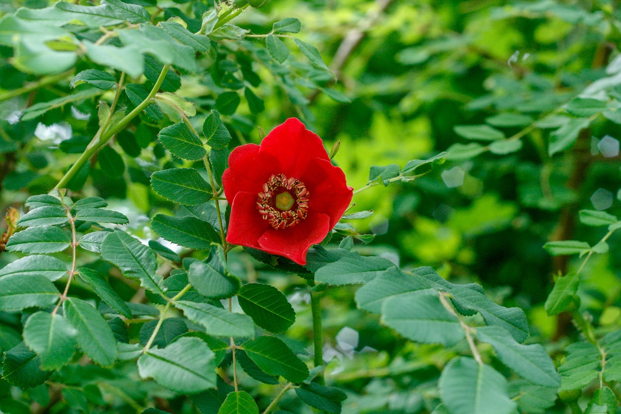 flower  red  garden free photo