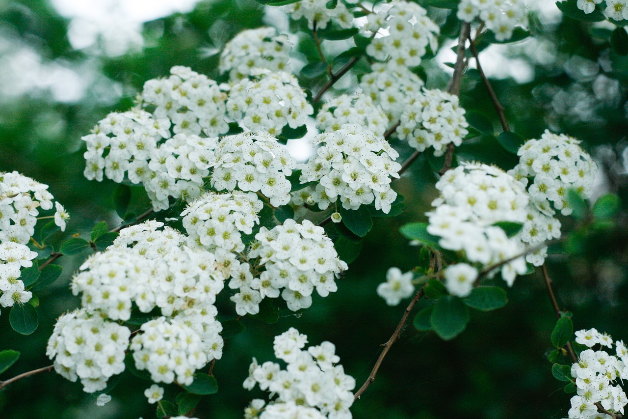 flower  white  white flower free photo