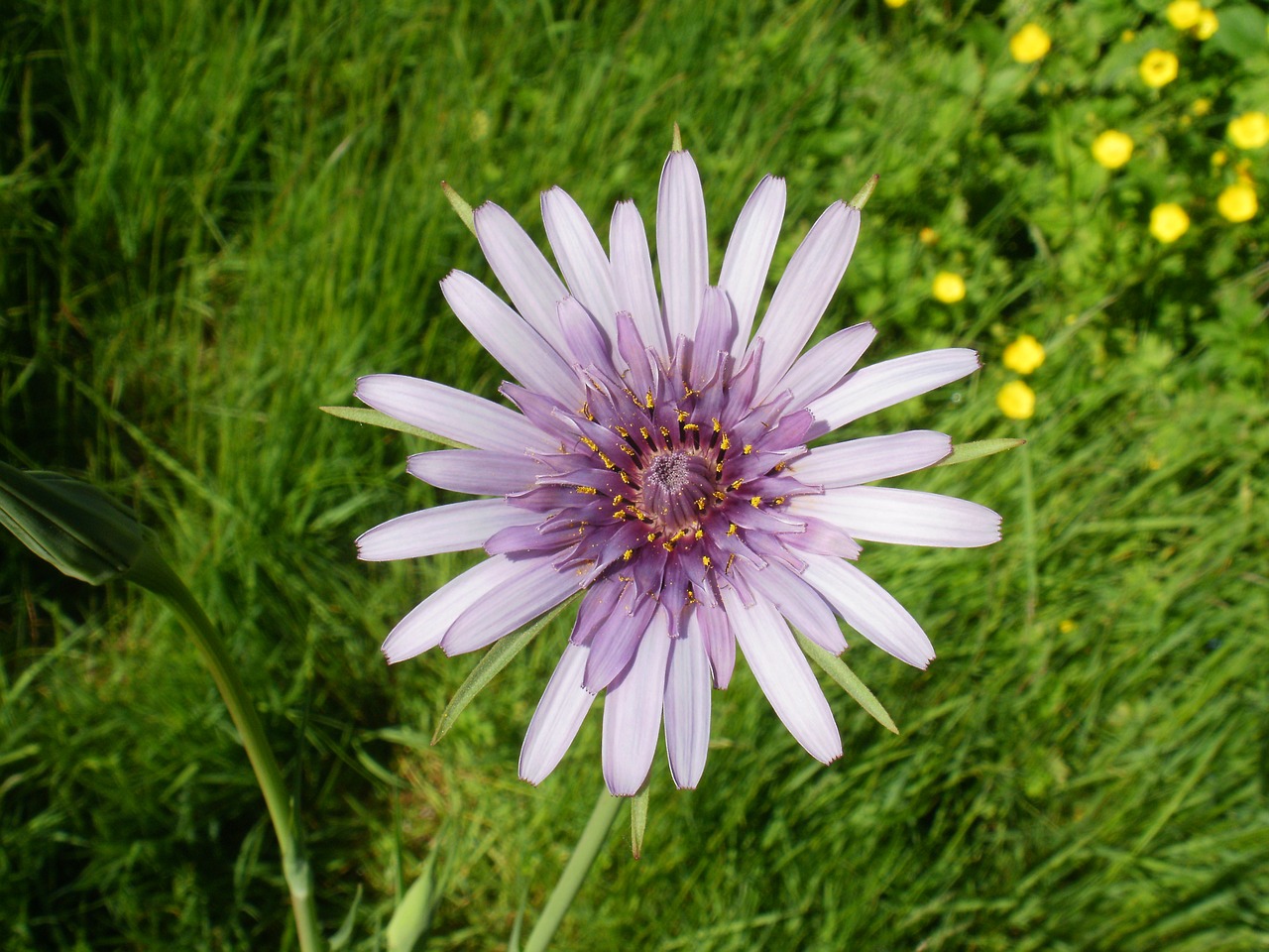 flower  nature  purple free photo